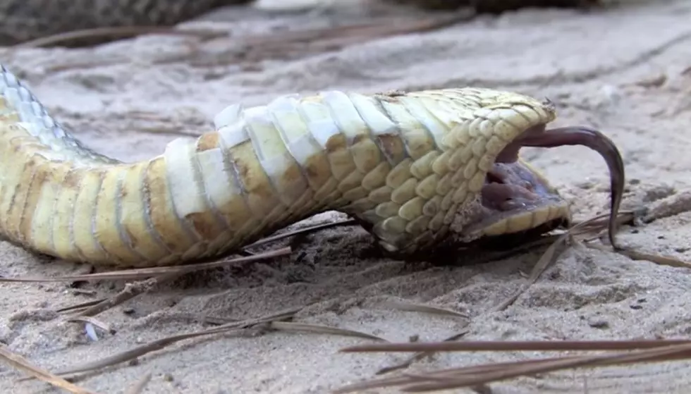 Dead or Alive? This Deceptive Snake Found in New York State Can Fool You!