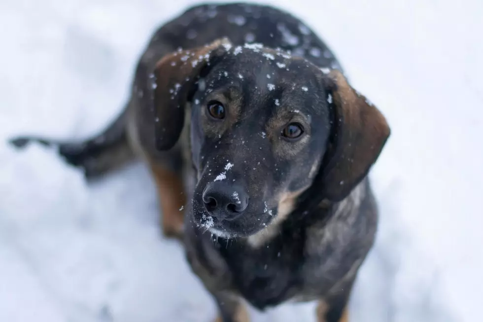 Upstate New York City Makes It Illegal To Leave Your Dog Outside